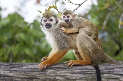 🐒 Monkey Land + Tour Ecológico: Diversión, Naturaleza y Monos Cariñosos en un Solo Día 🌿✨
