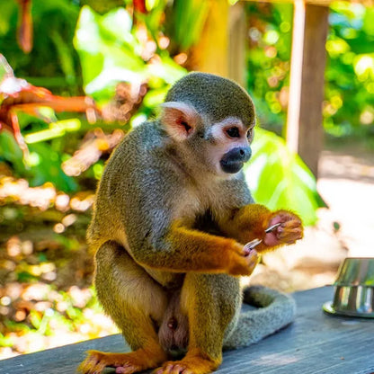 🐒 Monkey Land + Tour Ecológico: Diversión, Naturaleza y Monos Cariñosos en un Solo Día 🌿✨