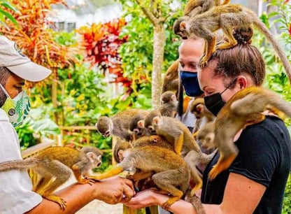 🐒 Monkey Land + Tour Ecológico: Diversión, Naturaleza y Monos Cariñosos en un Solo Día 🌿✨