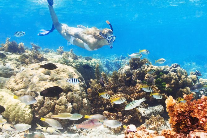 🐠 Isla Catalina: Snorkel, Playa Virgen y Almuerzo Incluido – ¡Tu día perfecto en el Caribe! 🏝️🌊